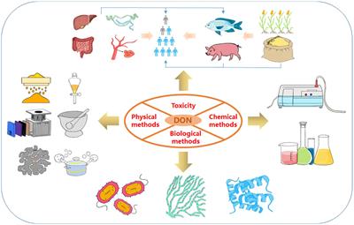 Deoxynivalenol in food and feed: Recent advances in decontamination strategies